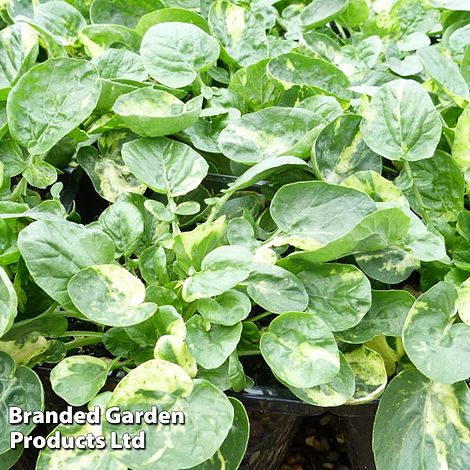 Barbarea vulgaris Variegated Winter Cream
