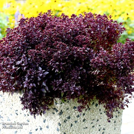Basil Purple Ball - Herb Seeds