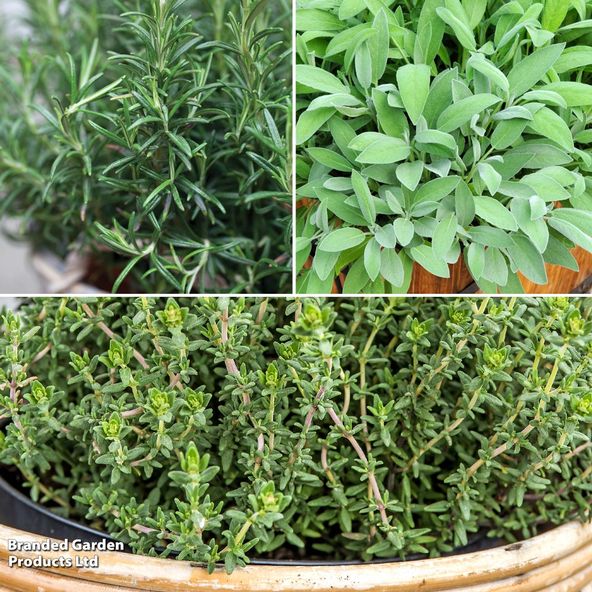 British Classic Herb Collection