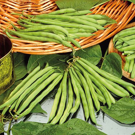 Details about   Dwarf french beans tendercrop 10 seeds 