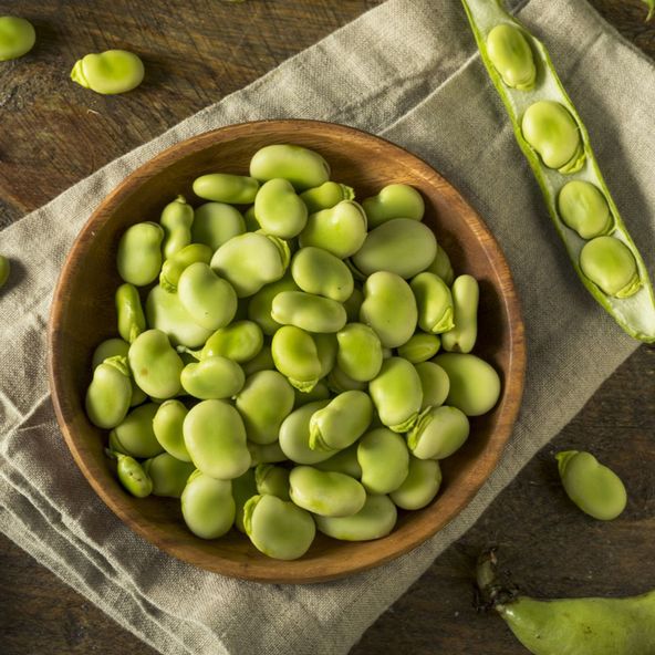 Broad Bean Major - Seeds