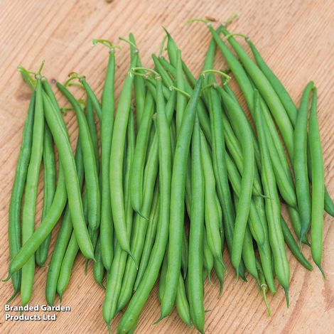 Dwarf Bean 'Caledonia' - Seeds