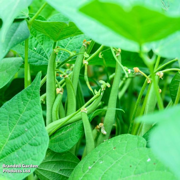 Dwarf Bean Boston - Start-A-Garden™ Seeds