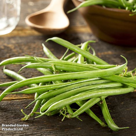 Dwarf Bean Compass - Seeds