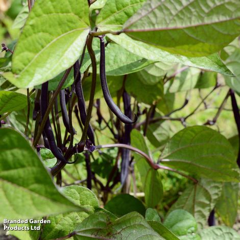 Dwarf Bean Mistik (French Bean) - Seeds