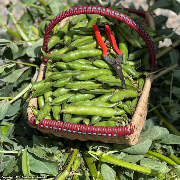 Broad Bean 'Oscar' - Seeds