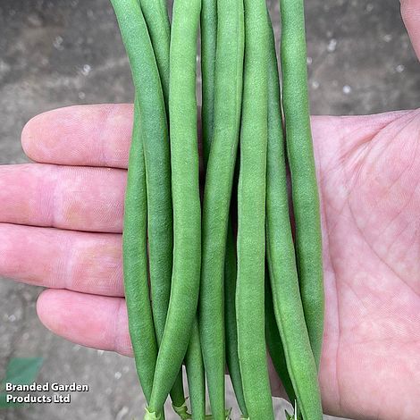 Dwarf French Bean Quartz - Seeds