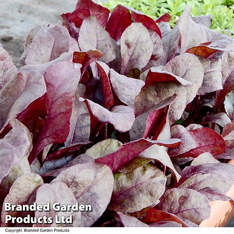 Beetroot Bulls Blood - Veg Saver Seeds