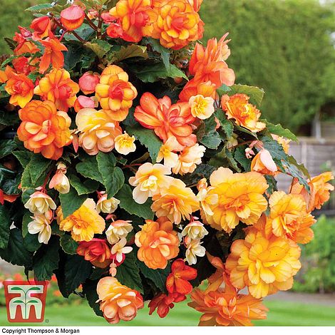40x Tubers by Thompson and Morgan Long Lasting displays Low Maintenance Begonia Collection 20