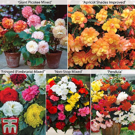 40x Tubers by Thompson and Morgan Long Lasting displays Low Maintenance Begonia Collection 20