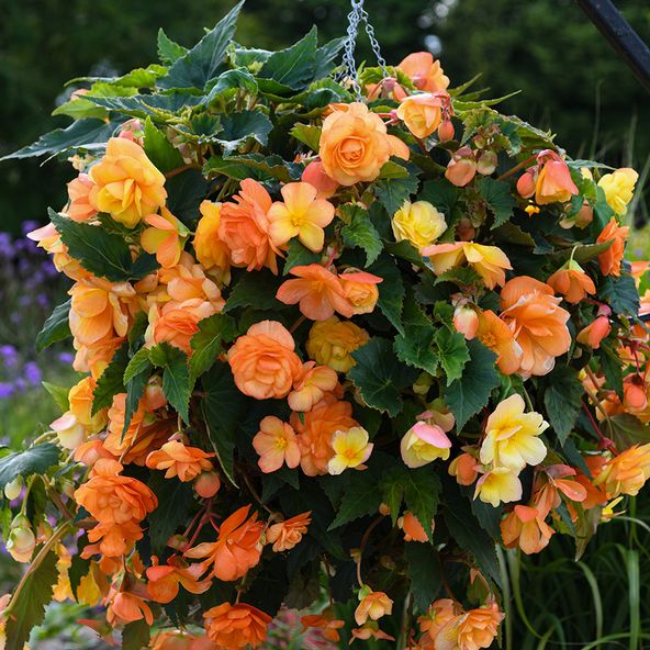 Begonia x tuberhybrida 'Apricot Shades Improved' F1