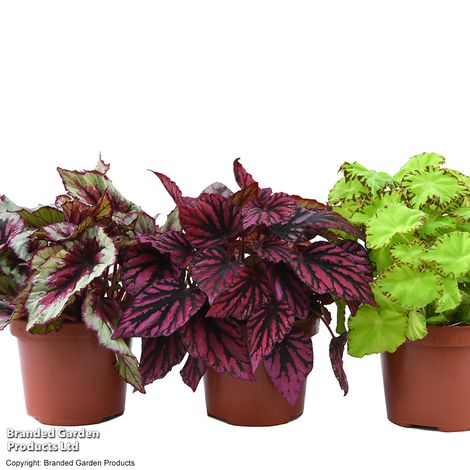 Begonia rex Beleaf Mix