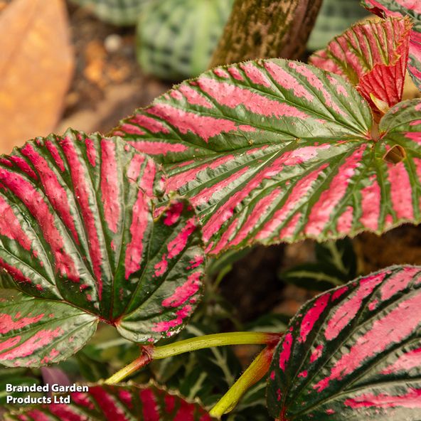 Begonia brevirimosa