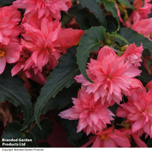 Begonia 'Funky Pink'