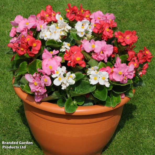 Begonia semperflorens 'Lotto Mixed'