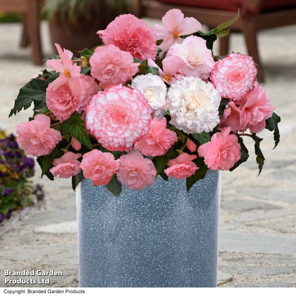 Begonia Majestic Pink Shades Mix