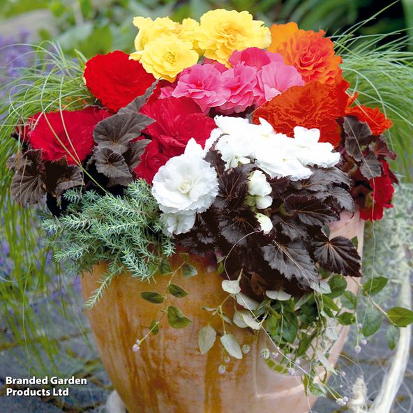 Begonia x tuberhybrida 'Nonstop Mocca Mixed'
