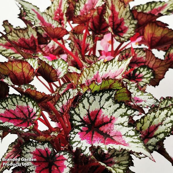 Begonia rex Moulin Rouge