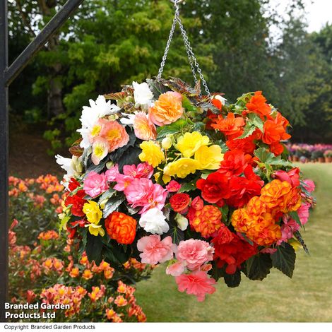 Begonia Nonstop TandM Mix