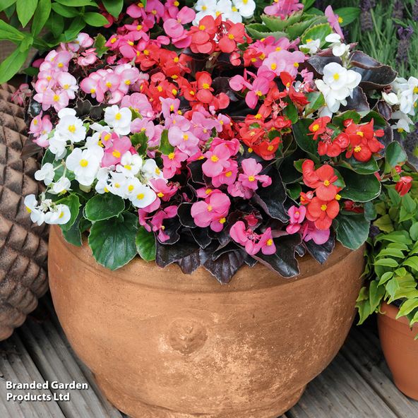 Begonia semperflorens 'Organdy Mixed' F1