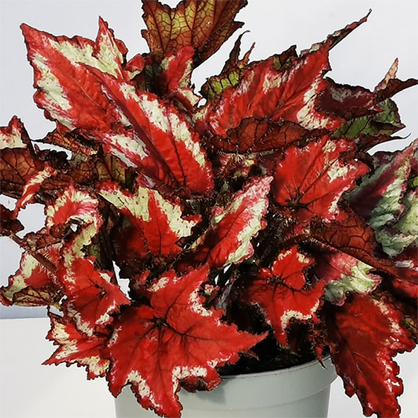 Begonia rex Sangria