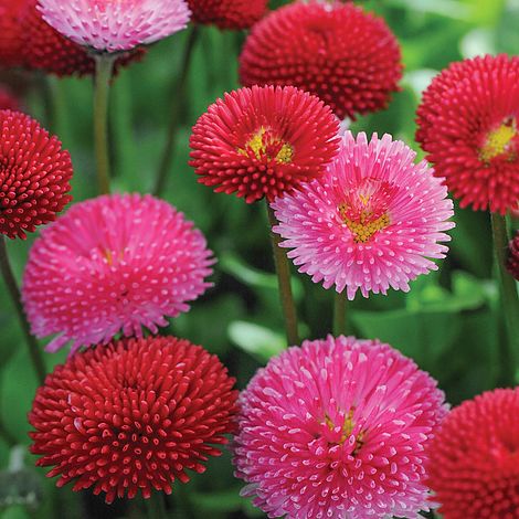 Bellis Perennis Pomponette Mixed Seeds Thompson Morgan