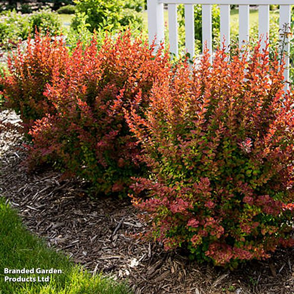 Berberis thunbergii 'Toscana' First Editions®