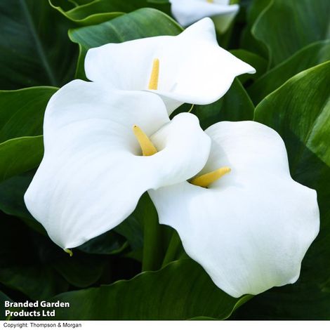 Zantedeschia aethiopica (Marginal Aquatic)