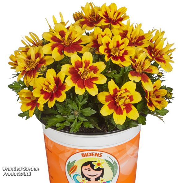 Bidens ferulifolia Taka Tuka Double Yellow Red Centre