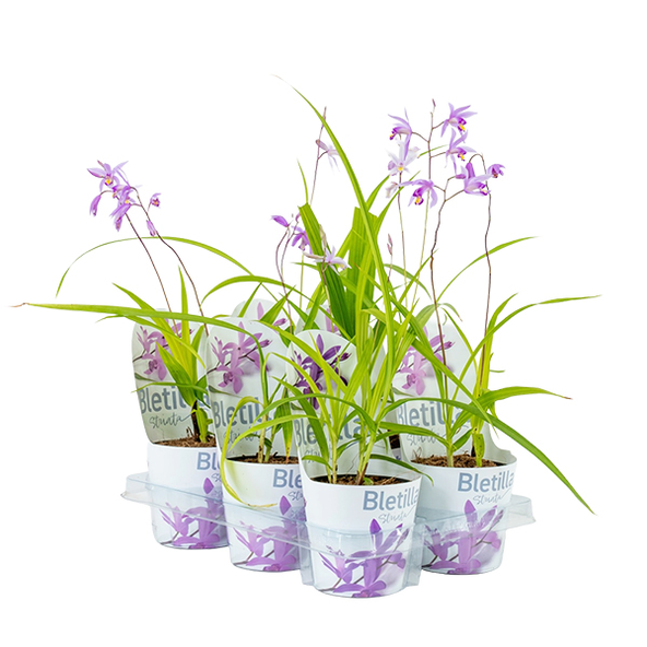 Bletilla striata 'Blue' (Marginal Aquatic)