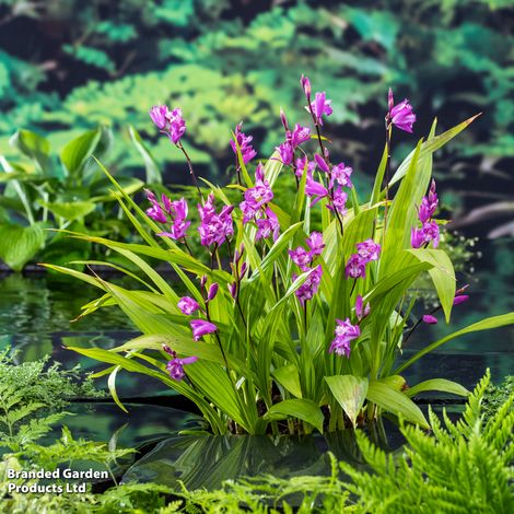 Bletilla striata (Marginal Aquatic)