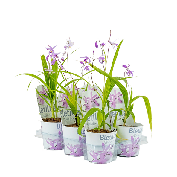 Bletilla striata 'Pink' (Marginal Aquatic)