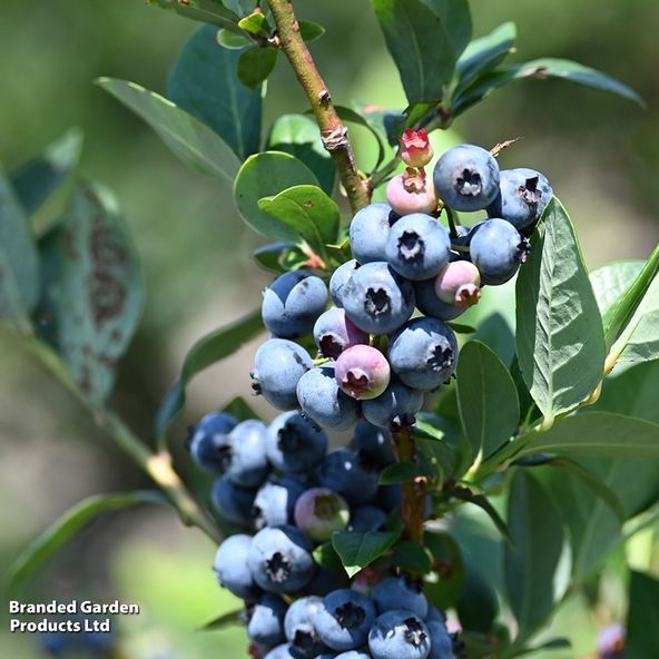 Blueberry 'Jersey'