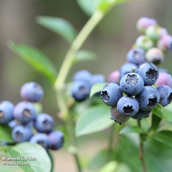 Blueberry Reka
