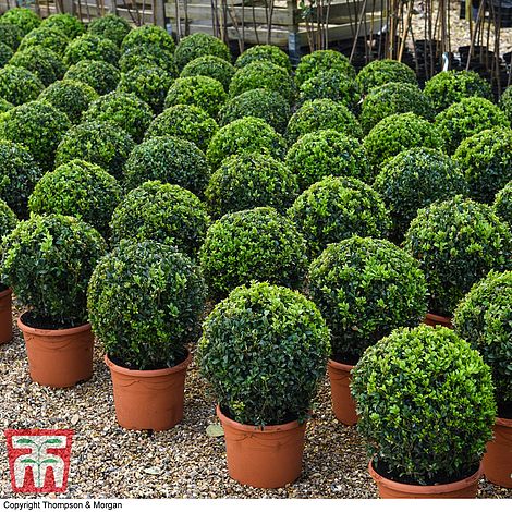 Evergreen Box Ball Buxus Plants 2 x 23cm Pots with Decorative Biscotti Planters