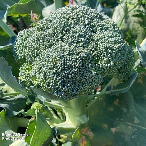 Broccoli Beneforte F1 - Seeds