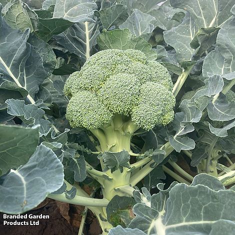 Broccoli Titanium (Calabrese) F1 - Seeds