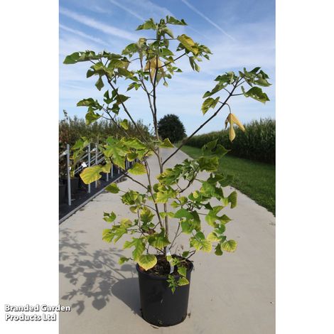 Paper Mulberry