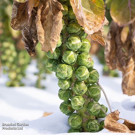Brussels Sprout Long Island - Seeds