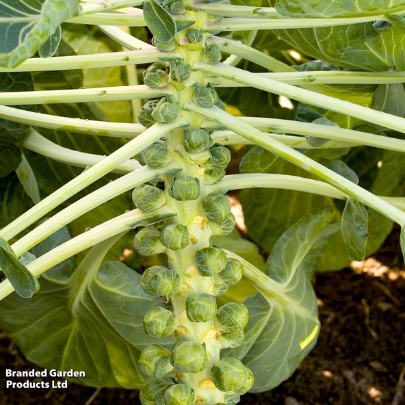 Brussels Sprout 'Cryptus' F1