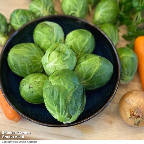 Brussels Sprout Marte F1 - Seeds