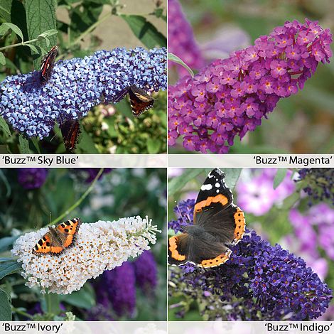T&M Buddleja Buzz Indigo Garden Butterfly Plants Hardy Shrub Flower Jumbo Plugs