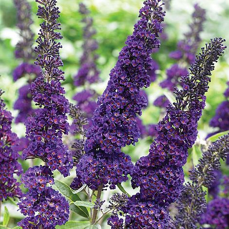 Buddleja davidii 'Black Knight'