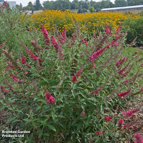 Buddleja davidii 'Monarch Prince Charming'