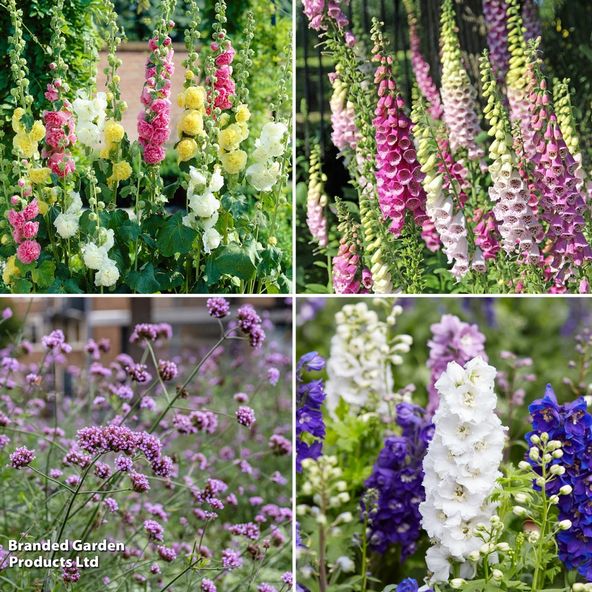 Back of Border Perennial Collection