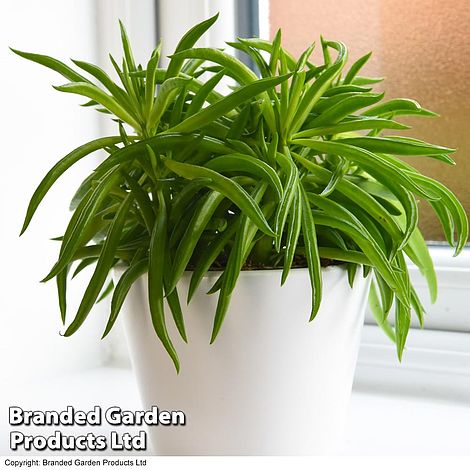 Peperomia Nevada