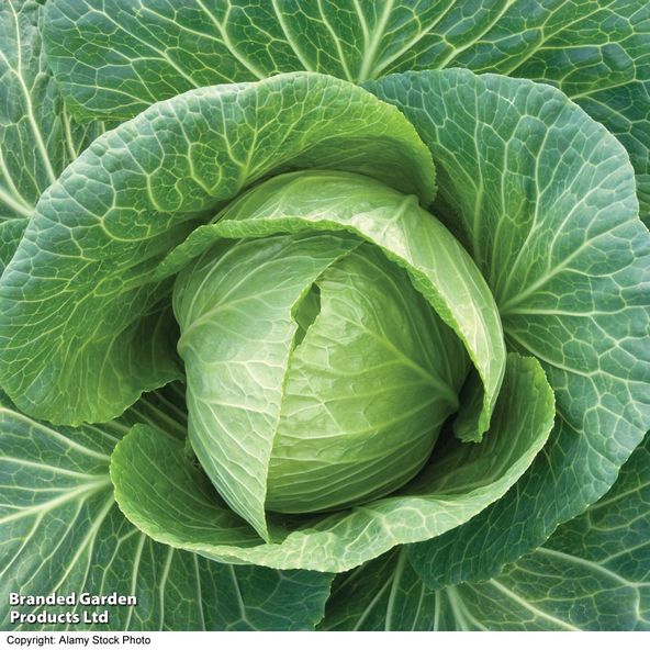 Cabbage 'Durham Early' (Spring) - Seeds