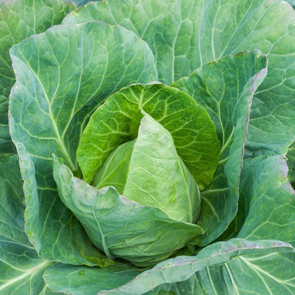 Cabbage Earling F1 - Seeds
