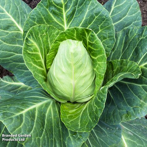 Cabbage Greyhound (Summer/Autumn) - Veg Saver Seeds