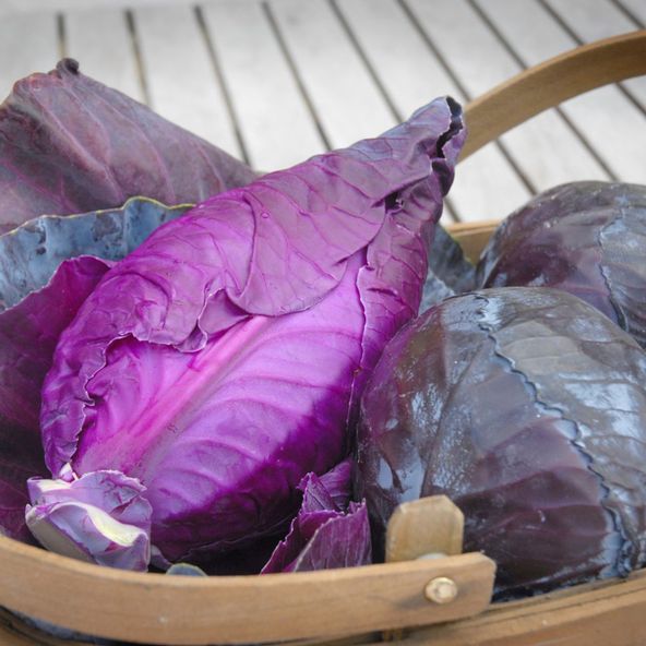 Cabbage Matterhorn F1 - Seeds